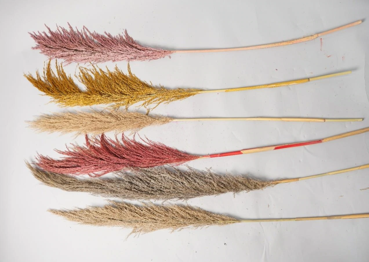 Real Dried Pampa Grass 150cm